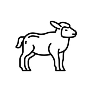 KUZU / AGNEAU